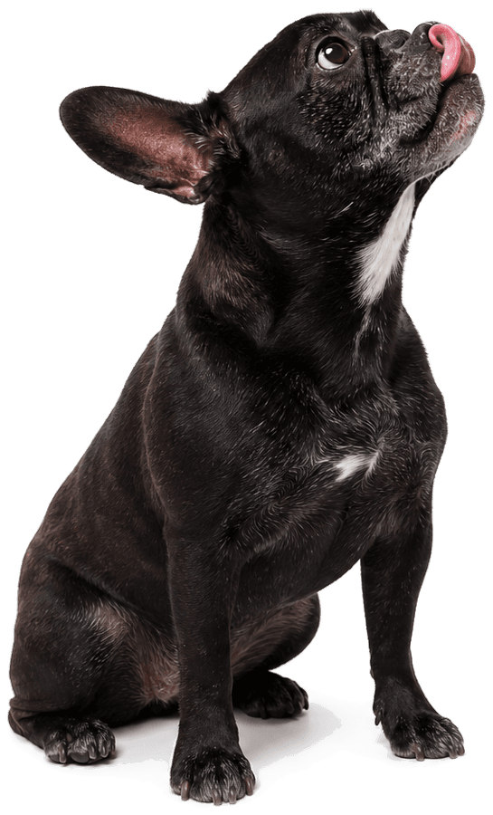 Snacks naturales Perro Gusto
