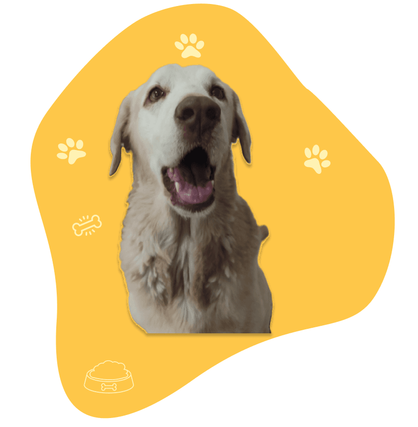 Hombre paseando perro